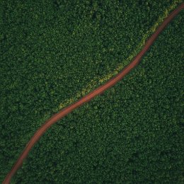 Vista aérea de floresta plantada de eucalipto usada como matéria-prima certificada